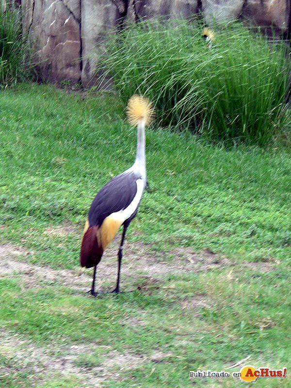 Serengeti 07