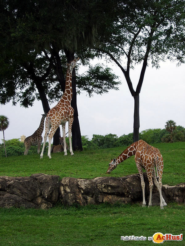 Serengeti 19