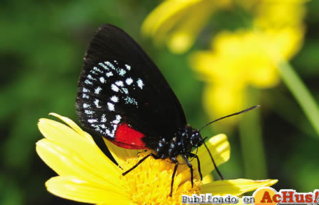 Atala