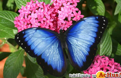 BlueMorpho