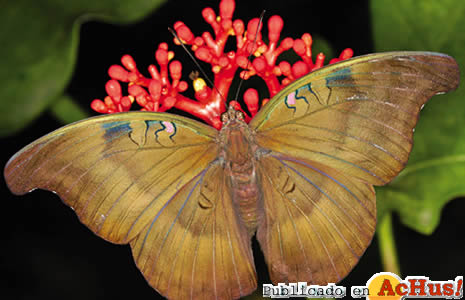 DolphaEvelina
