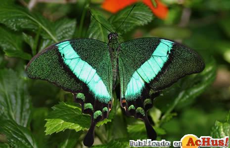 EmeraldSwallowtail