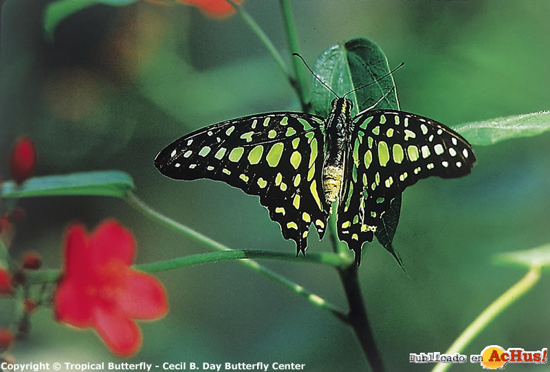 Callaway Gardens 08