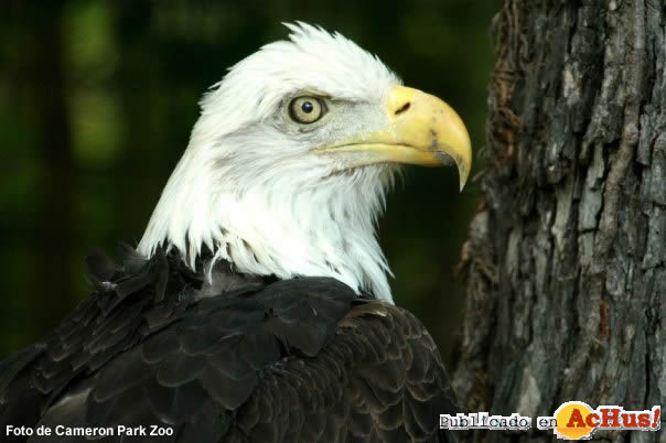 Bald Eagle Haliaeetus leucocephalus