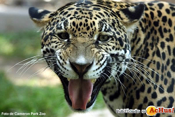 Jaguar Panthera Onca