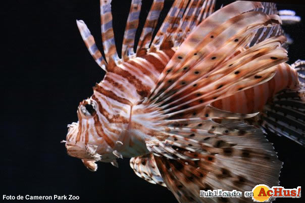 Lion Fish