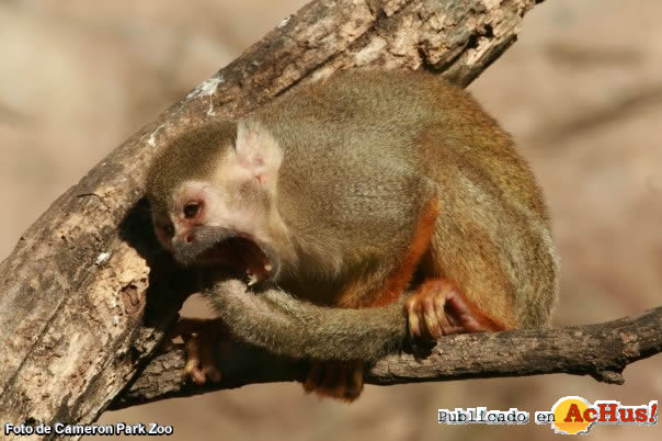 Squirrel Monkey