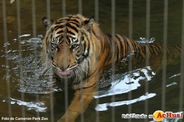 Sumatran Tiger