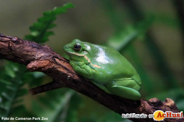 Tree Frog