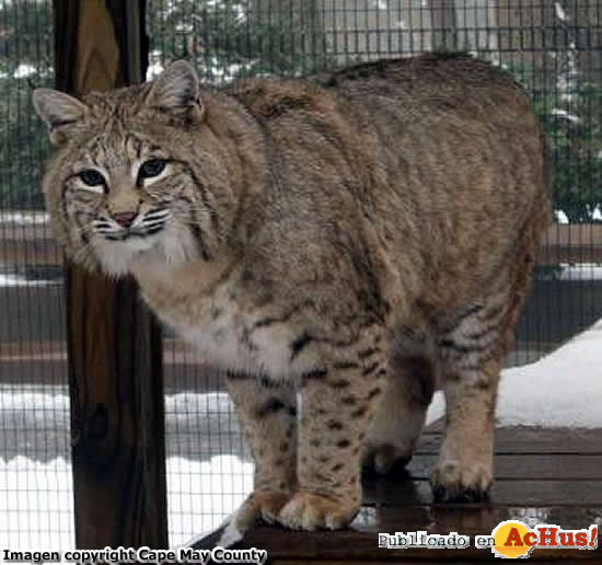 Cape May County Park Zoo 02