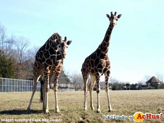 Cape May County Park Zoo 03