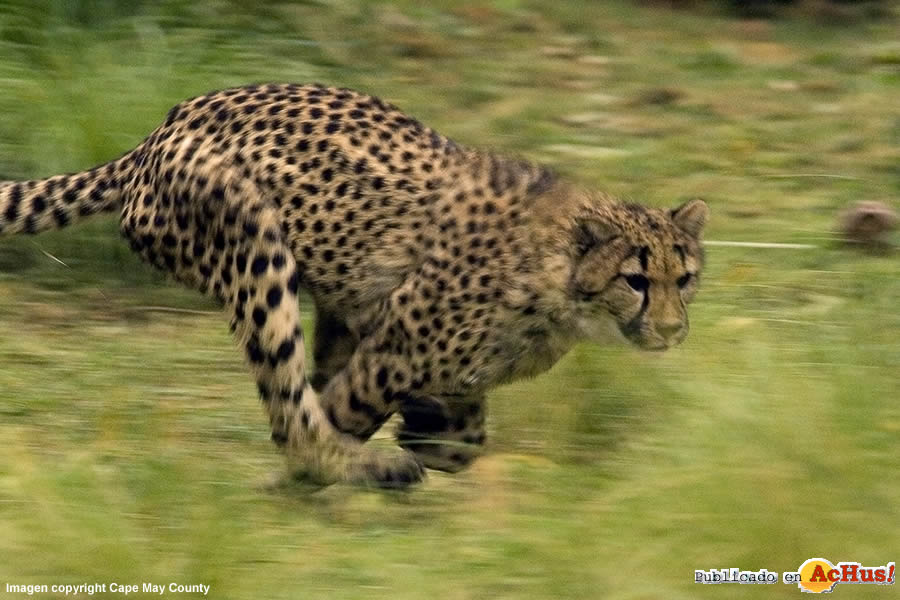 Cape May County Park Zoo 05