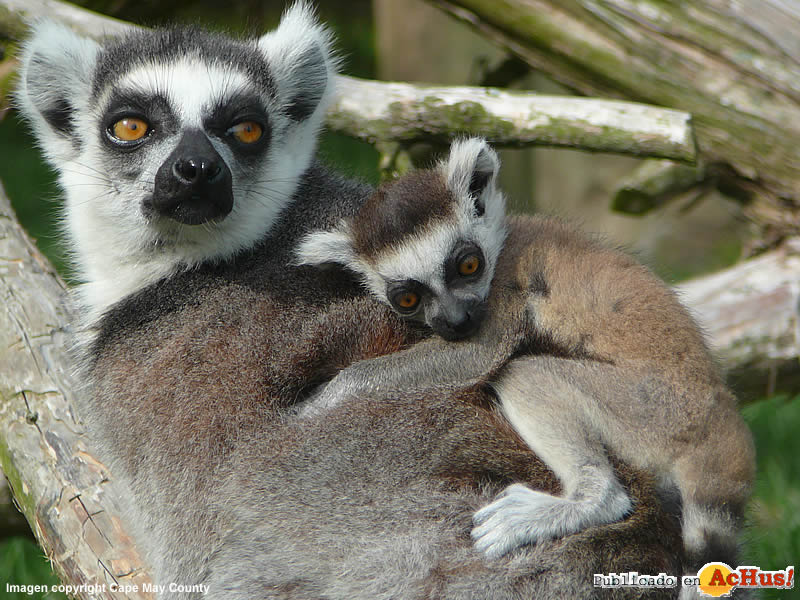 Cape May County Park Zoo 06