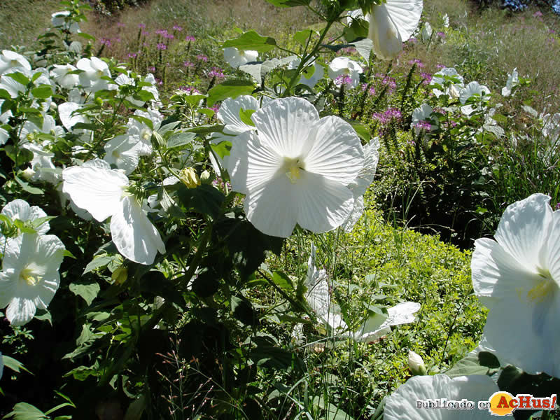 Chicago Botanic Garden 01