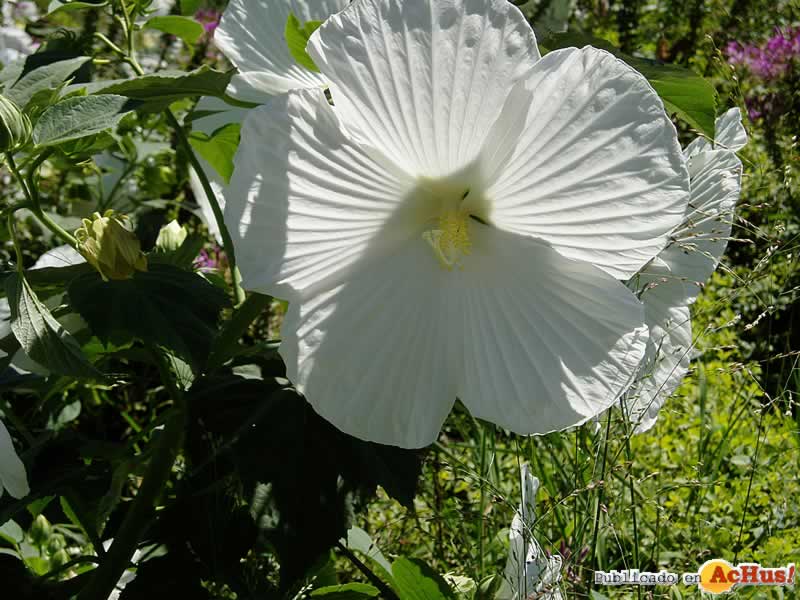 Chicago Botanic Garden 02