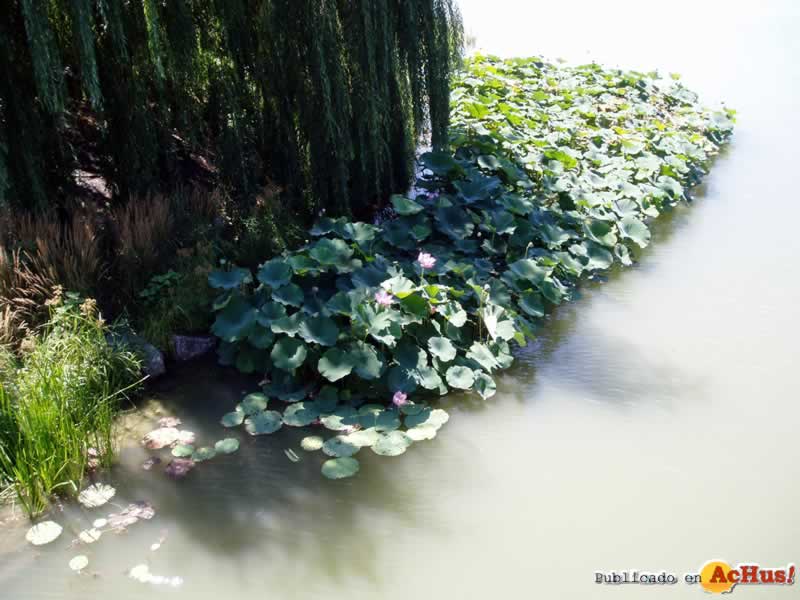 Chicago Botanic Garden 09