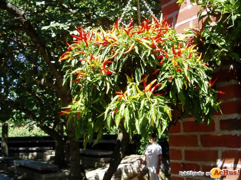 Chicago Botanic Garden 55