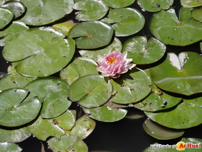 Chicago Botanic Garden 58