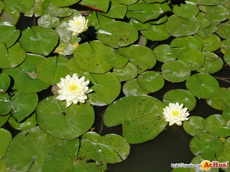 Chicago Botanic Garden 59