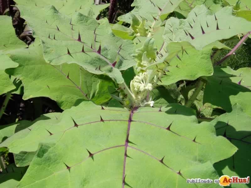 Chicago Botanic Garden 76