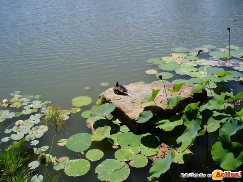 Chicago Botanic Garden 77