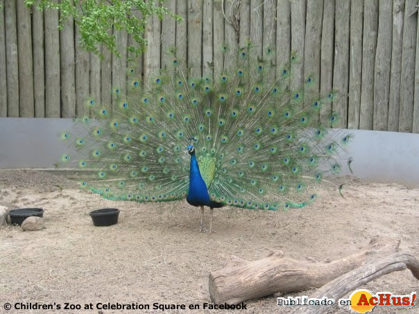 Childrens Zoo at Celebration Square 05