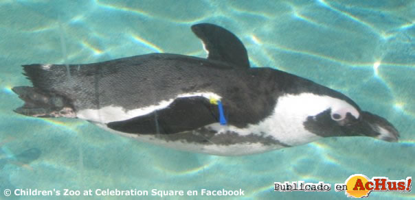 Childrens Zoo at Celebration Square 07