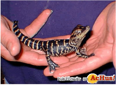 Colorado Gators 02