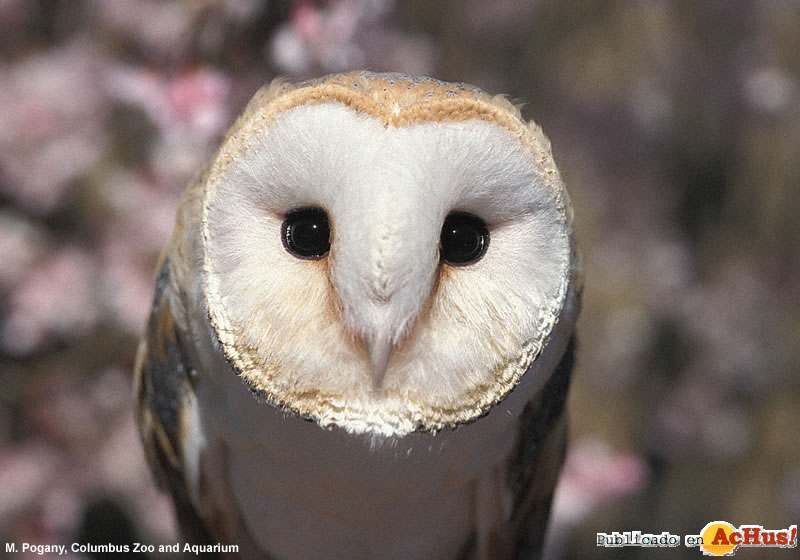 Barn Owl
