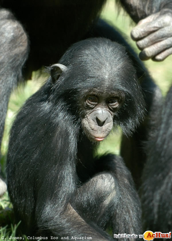 Bonobo