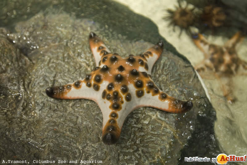 Chocolate Chip Starfish