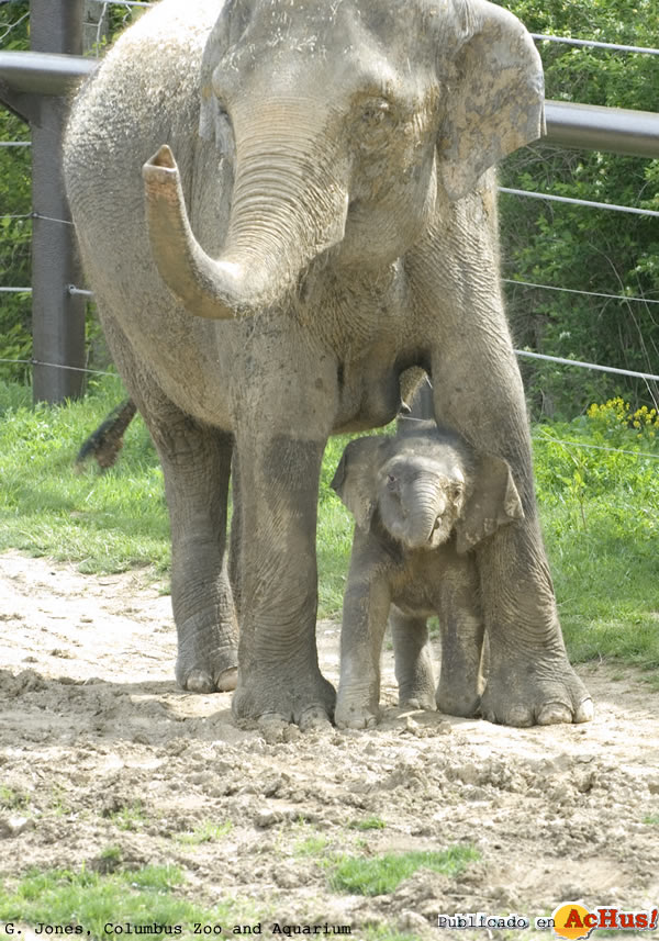 Elephant Calf Beco