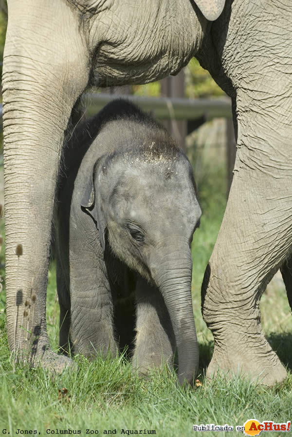 Elephant Calf