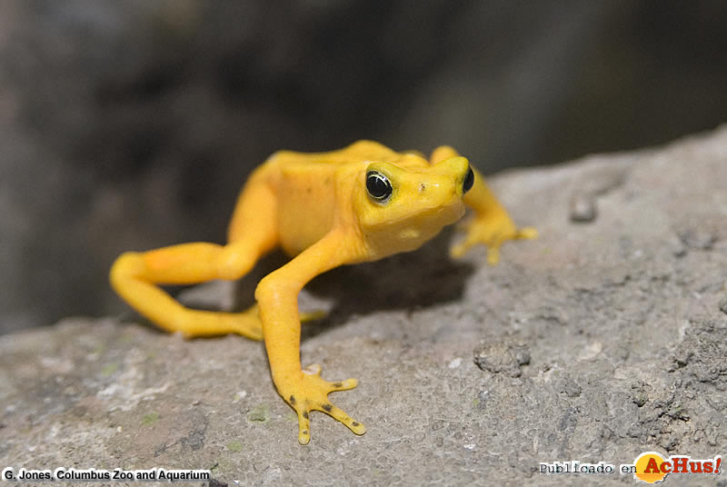 Golden Frog