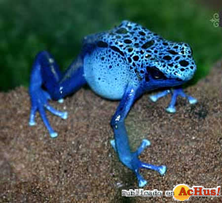 Blue Poison Arrow Frog
