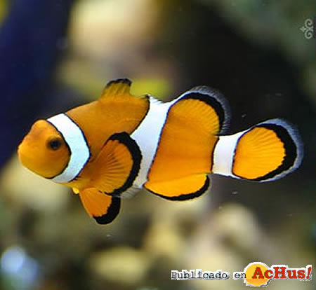 ClownFish