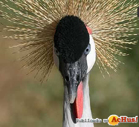 EastAfricanCrownedCrane