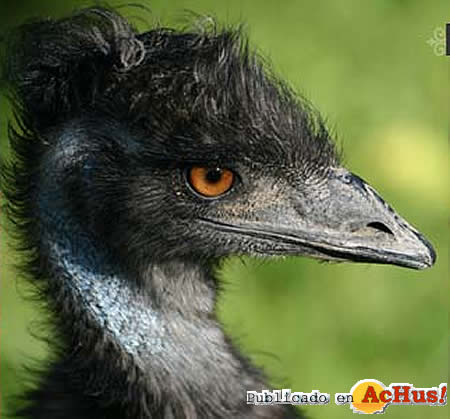 Emu