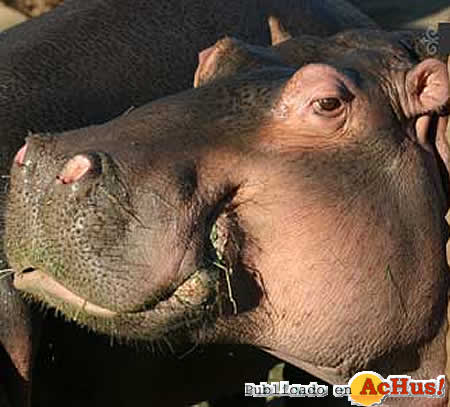 Hippo