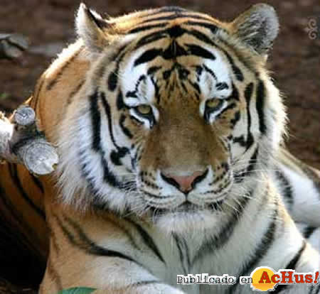 SiberianTiger
