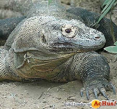 komodo dragon