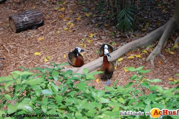 Detroit Zoo 04