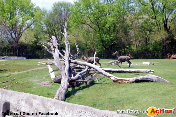 Detroit Zoo 05