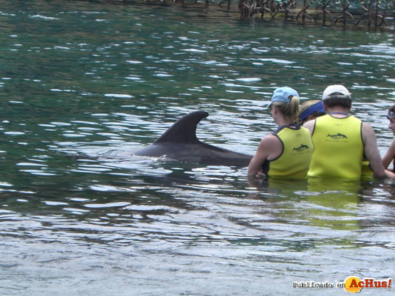 Nado Delfines 03