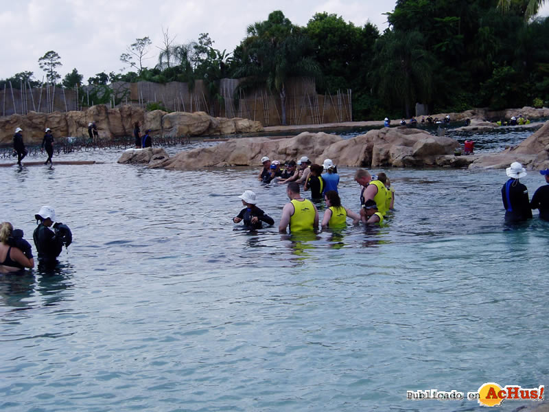 Nado Delfines 15