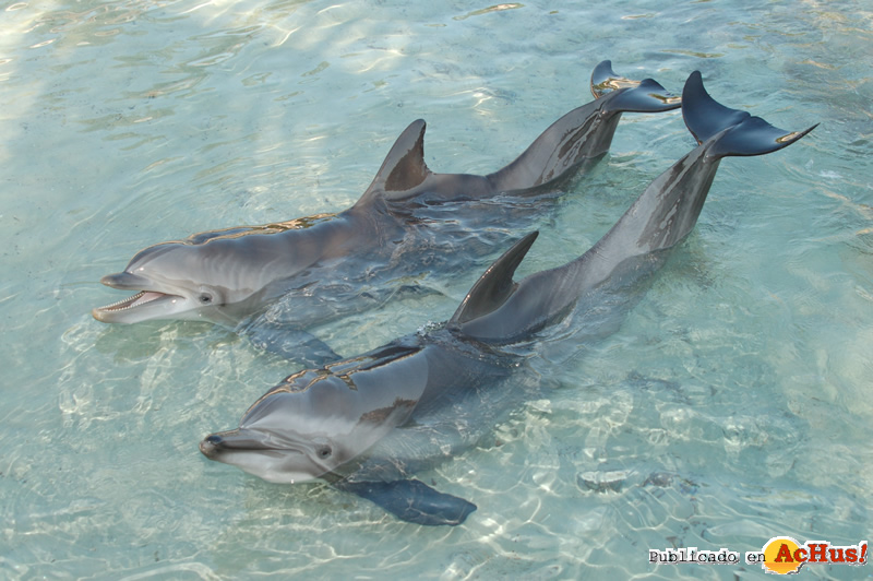 Nado Delfines 41