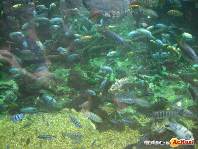 Animal Kingdom 03