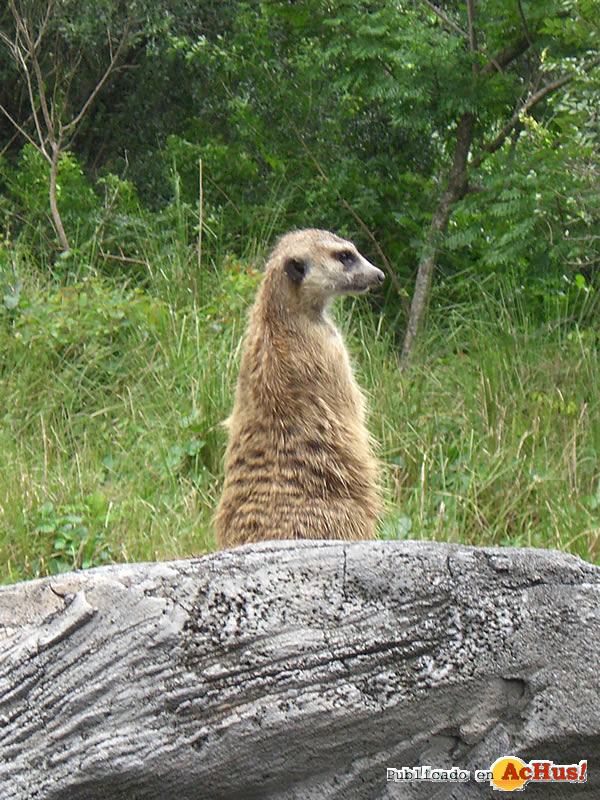 Animal Kingdom 04