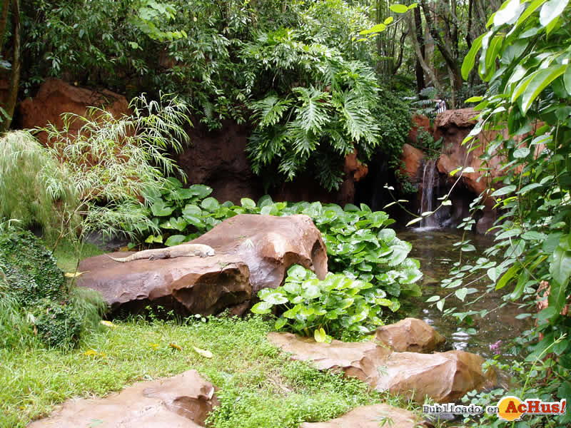 Animal Kingdom 06