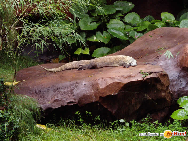 Animal Kingdom 07